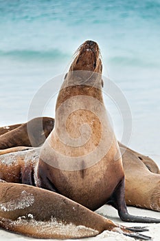 Galapagos sealion raising its head.