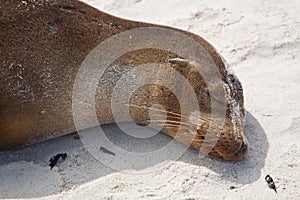 Galapagos sealion sleeping