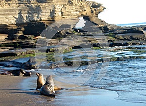 Galapagos Sealions