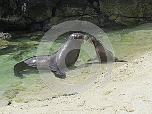 Galapagos Sealions