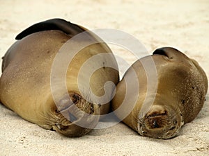 Galapagos Sealions soak up the sun