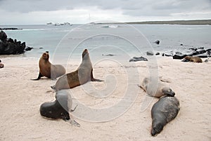 Galapagos seals