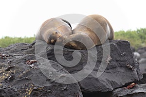 Galapagos Seals Sunning