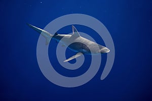 Galapagos shark