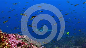 Galapagos shark on background of amazing school of fish underwater on seabed.