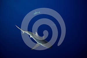 Galapagos shark photo
