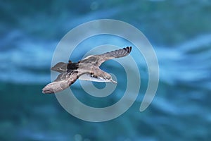 Galapagos shearwater flying above the ocean, South Plaza Island, Galapagos National Park, Ecuador