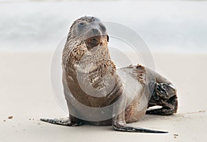 Galapagos single fur seal pup.