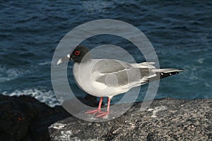 Galapagos swallow-tailed gull on the edge