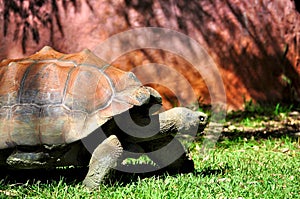 Galapagos tortoise