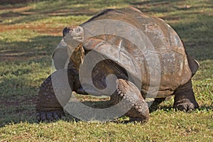 Galapagos Tortoise photo