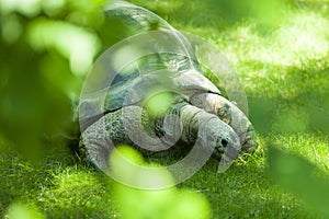 Galapagos Tortoise