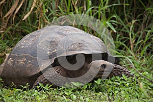 Galapagos tortoise