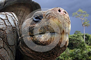 Galapagos Tortoise photo