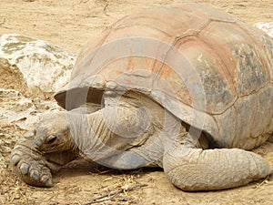 Galapagos Tortoise