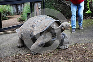 Galapagos Tortoise @ Australian Reptile Park