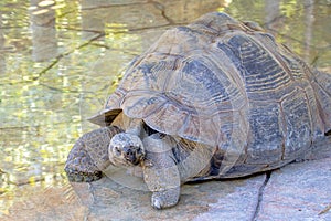 Galapagos Tortoise In Captivity