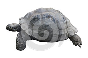 Galapagos tortoise (Chelonoidis elephantopus) on a white background