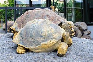 Galapagos tortoise Chelonoidis nigra