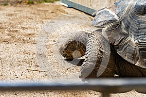 Galapagos tortoise Chelonoidis nigra In Barcelona Zoo