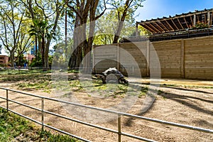 Galapagos tortoise Chelonoidis nigra In Barcelona Zoo