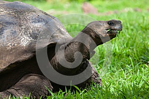 Galapagos Tortoise, Chelonoidis porteri, close view
