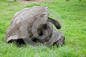 Galapagos Tortoise, Chelonoidis porteri, copulating pair