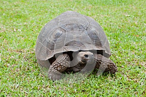 Galapagos Tortoise, Chelonoidis porteri, front view