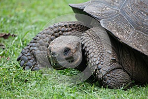 Galapagos Tortoise, Chelonoidis porteri, relaxing on grass