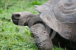 Galapagos Tortoise  Chelonoidis porteri  side view