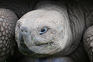 Galapagos Tortoise, Chelonoidis porteri, view of head
