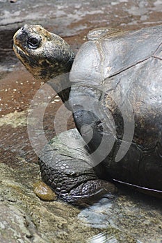 Galapagos Tortoise - Chelonoids nigra
