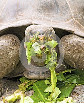 Galapagos Tortoise Eating photo