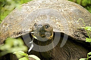 Galapagos tortoise eating