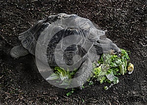 Galapagos tortoise eats salad 1