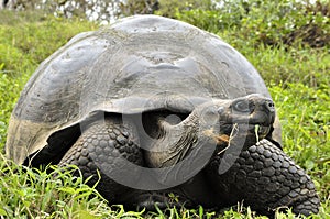 The Galapagos tortoise or Galapagos giant tortoise (Chelonoidis nigra). photo