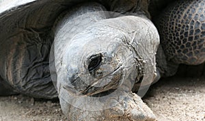 Galapagos Tortoise Portrait