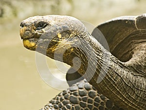 Galapagos Tortoise Profile photo