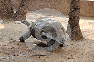 Galapagos Tortoise in rain