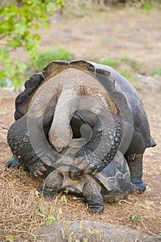 Galapagos tortoise sex