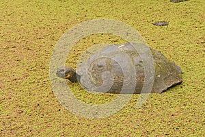 Galapagos Tortoise in a Shallow Pond