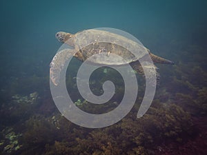 The Galapagos Tortoise swimming