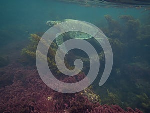 The Galapagos Tortoise swimming