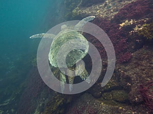 The Galapagos Tortoise swimming