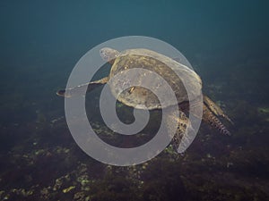 The Galapagos Tortoise swimming