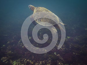 The Galapagos Tortoise swimming