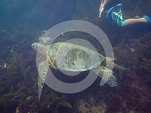 The Galapagos Tortoise swimming