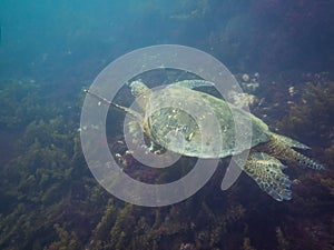 The Galapagos Tortoise swimming