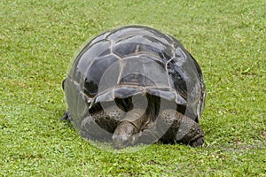 Galapagos Tortoise - turtle