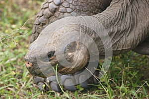 Galapagos turtle